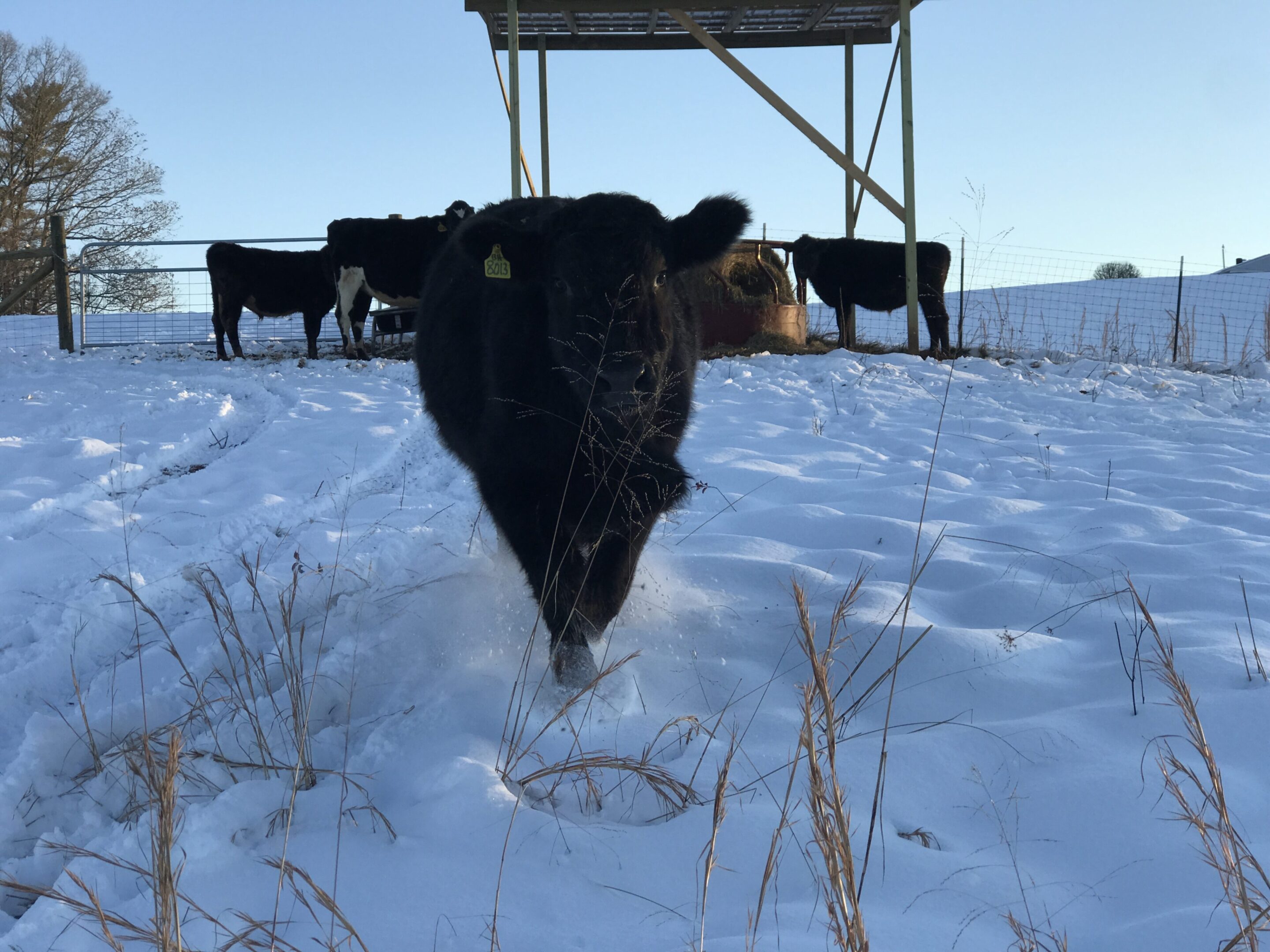IMG_4198 A black cow is running through the snow
