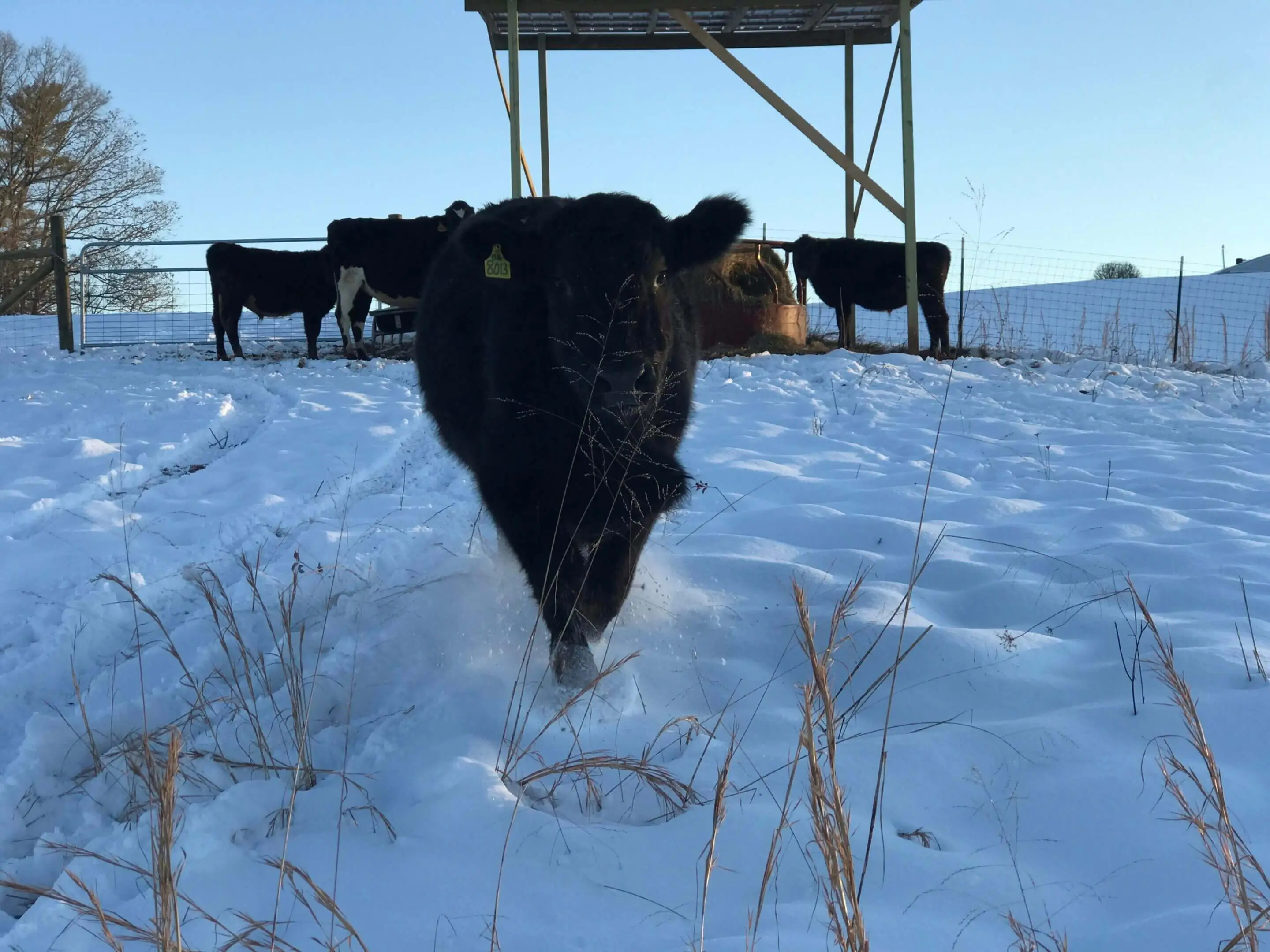 A black cow is running through the snow